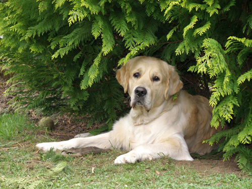 Anouk im Garten Mai 2009